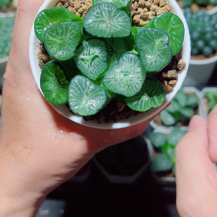 翡翠龙万象多肉植物