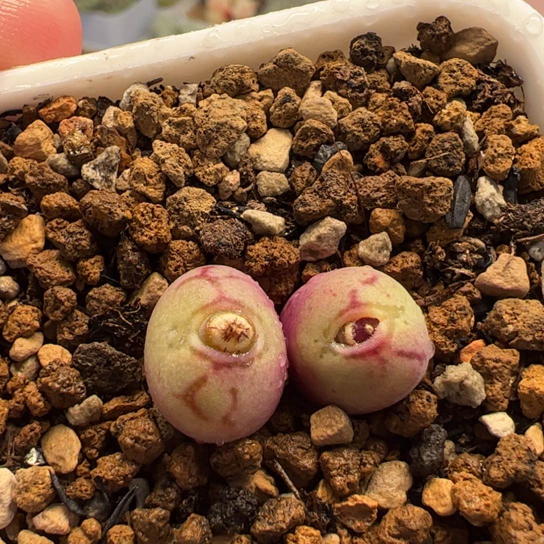 082多肉植物组合