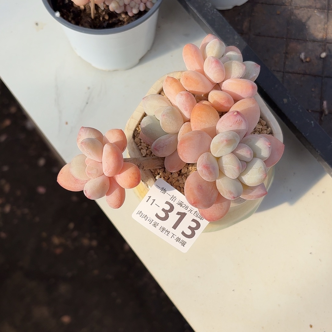 香水无盆土发货无