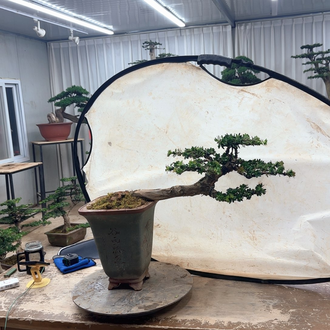 无花朵0000000000000