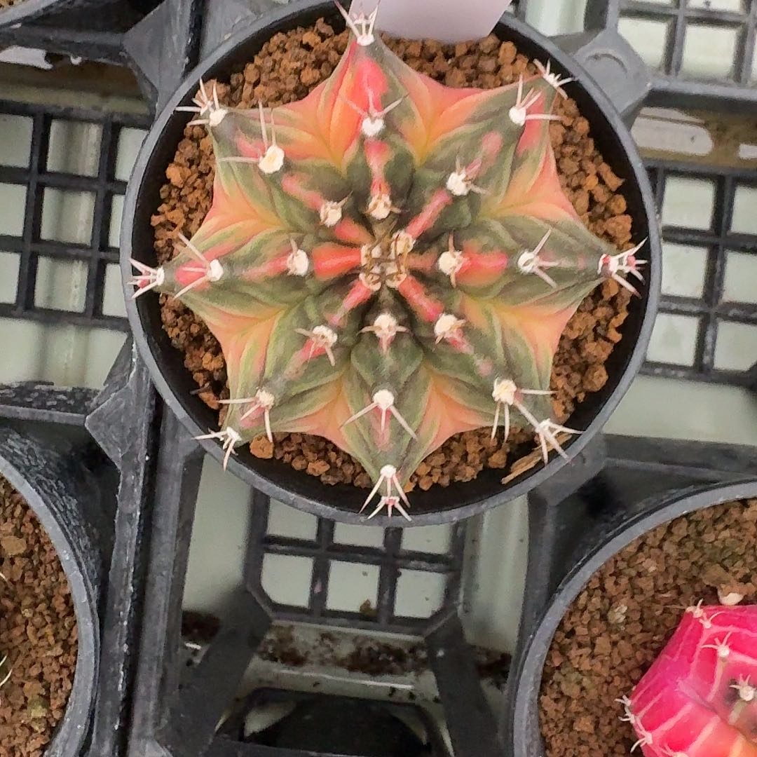 L236-1202广东发货 