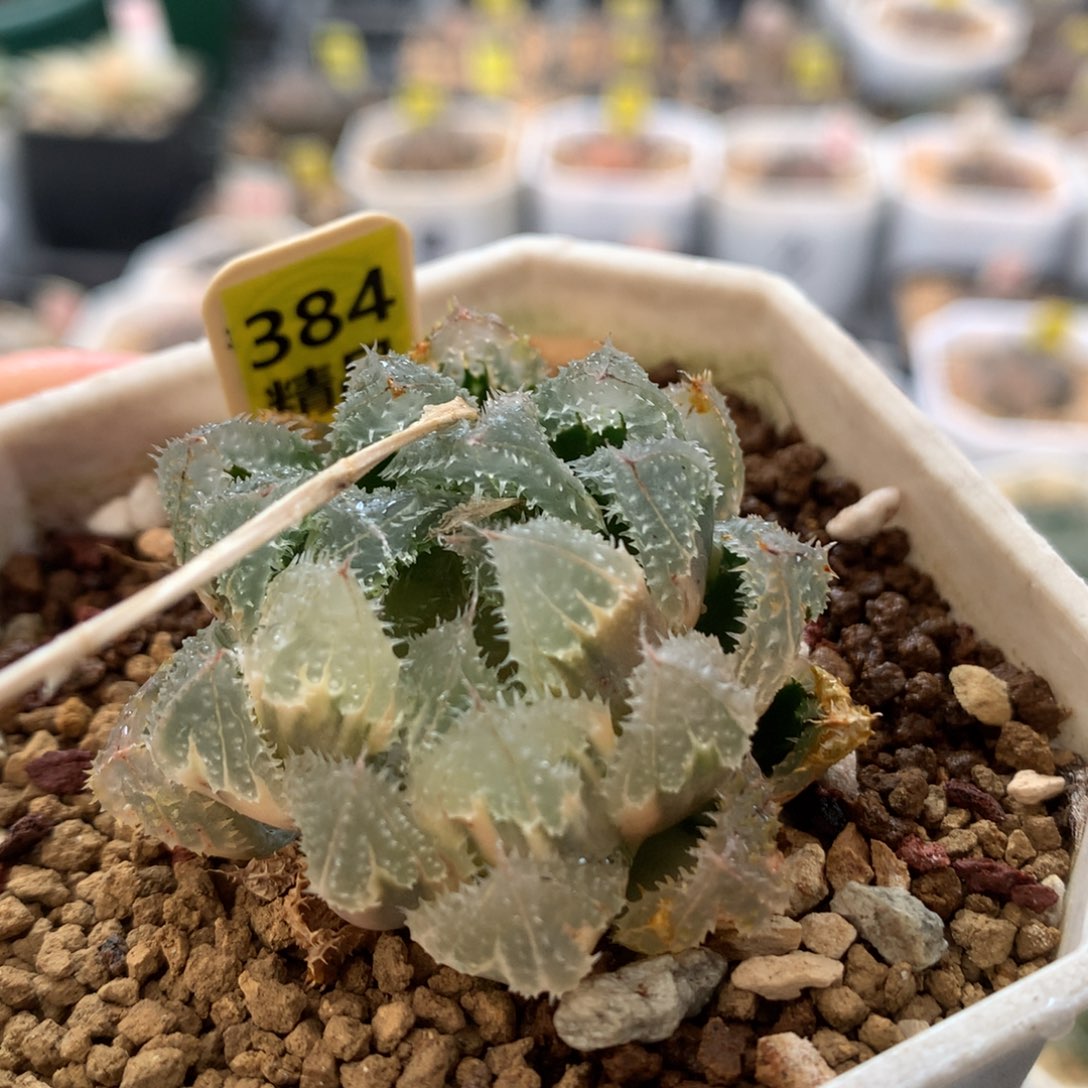 以实际为准384玄冰
