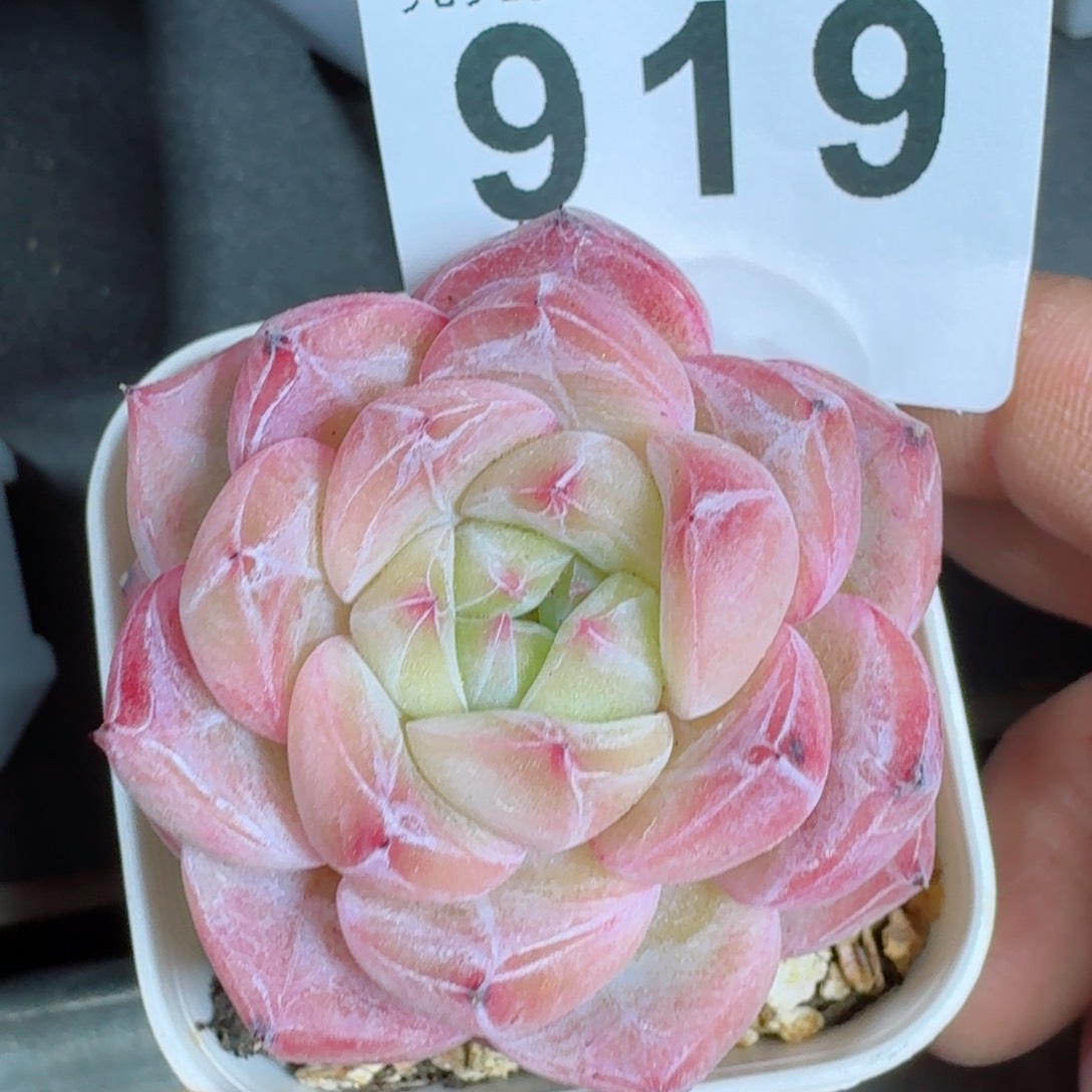 暗纹珍妮         精品多肉