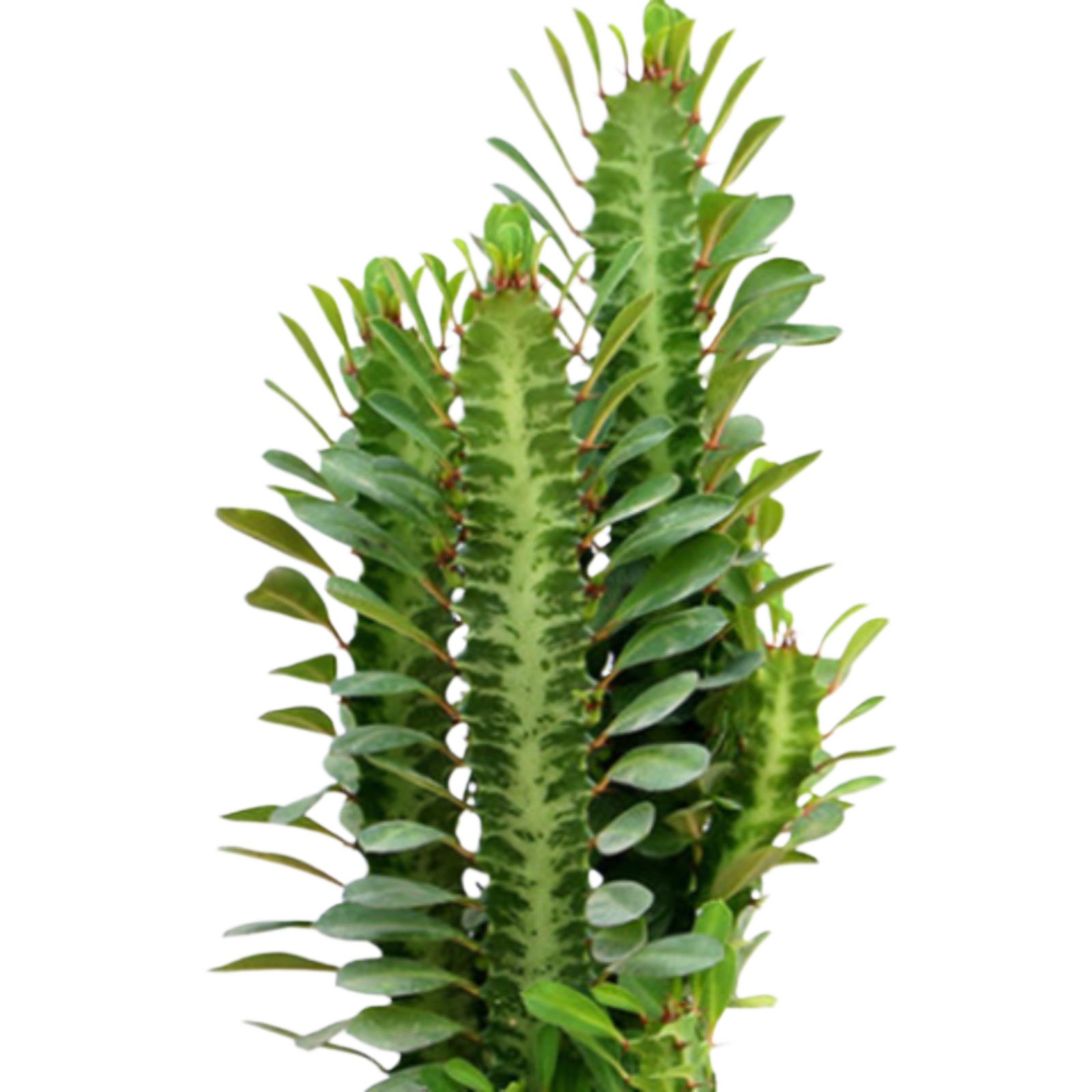 防辐射多肉仙人掌龙骨盆栽肉肉花卉巴西盆景青龙骨植物大颗包邮