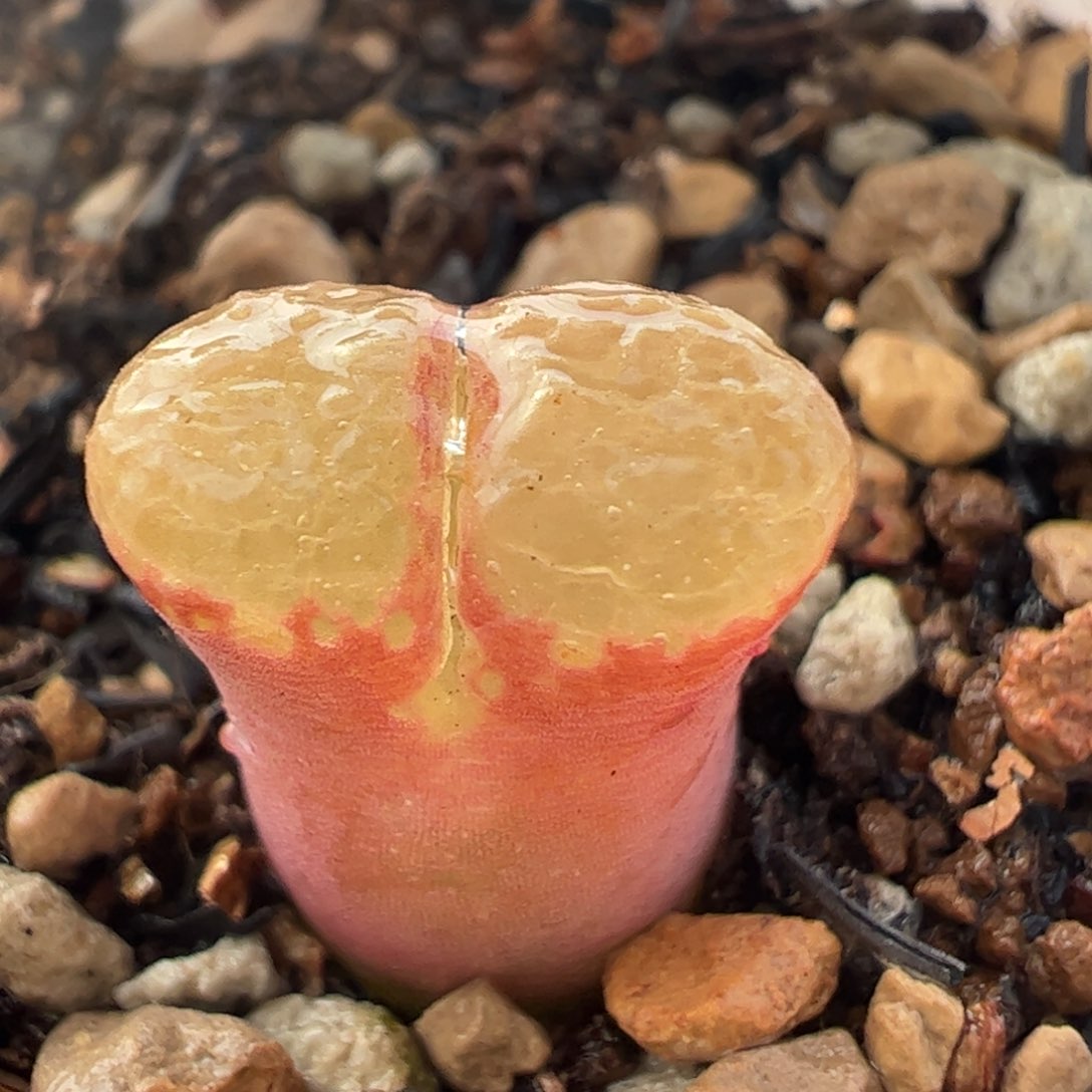 芭比风铃多肉植物百科