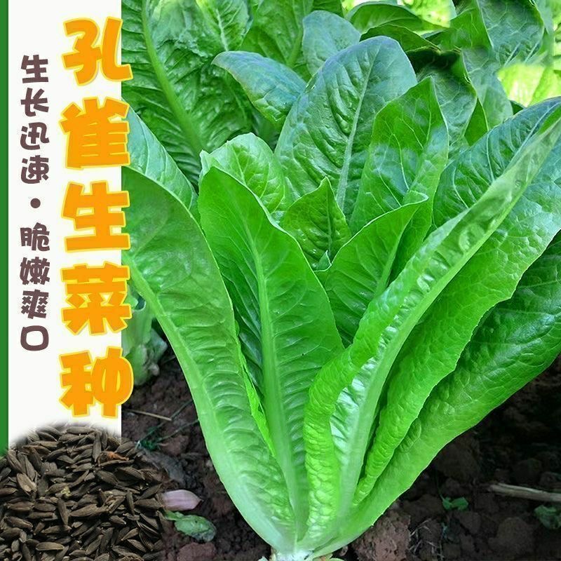 【全店满5包包邮】孔雀菜生菜种子水培四季孔雀菜籽蔬菜种子早熟