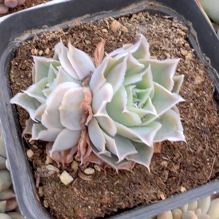 双头蓝丝绒多肉【一物⼀拍】两单包邮