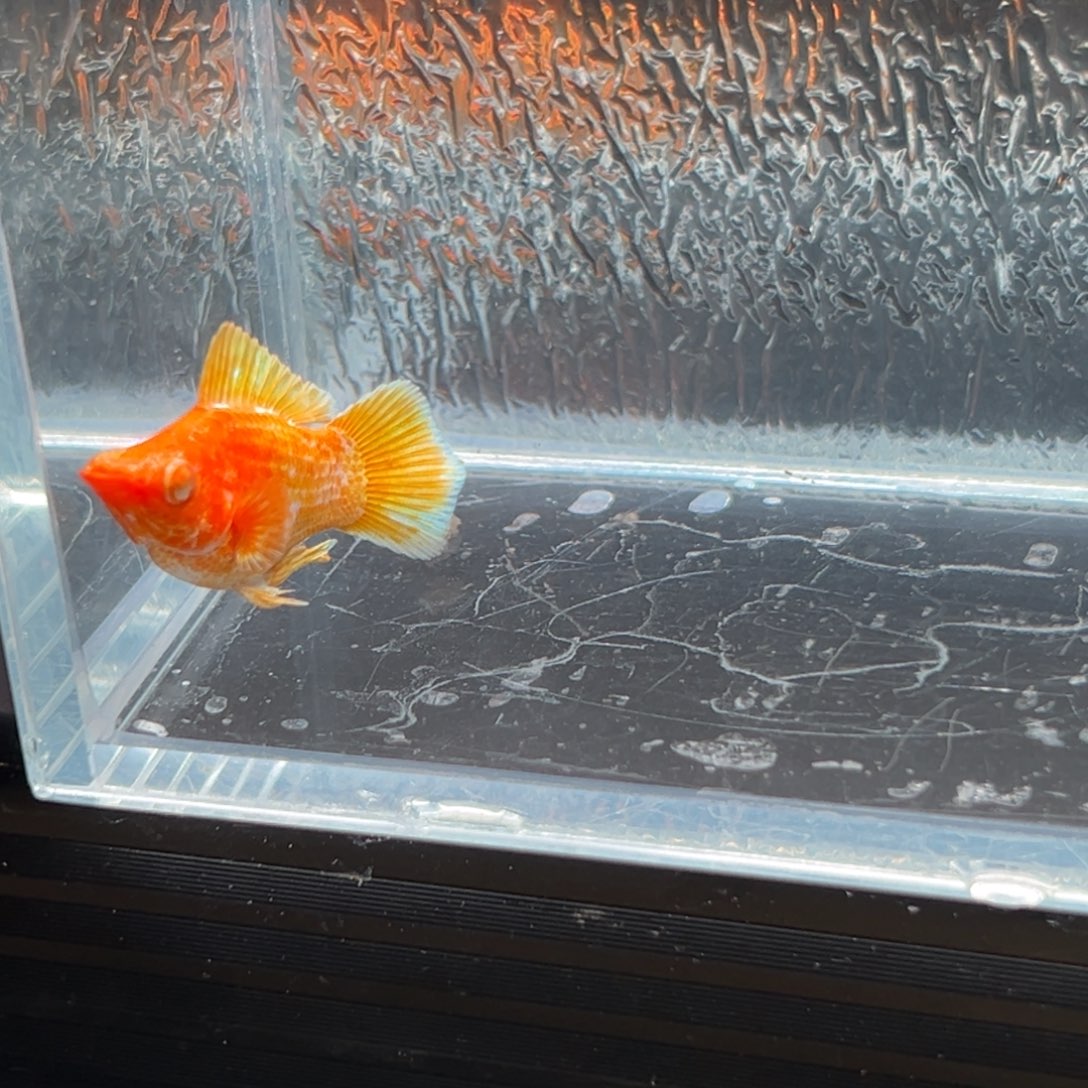 孔雀鱼玛丽鱼一条黄金公