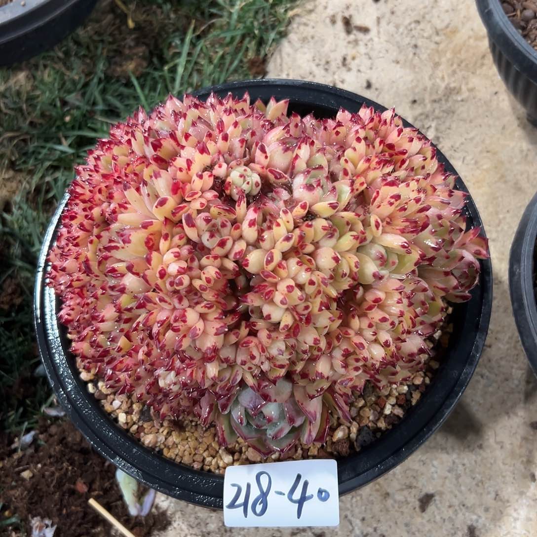 218-40红蜡糖朵朵缀多肉