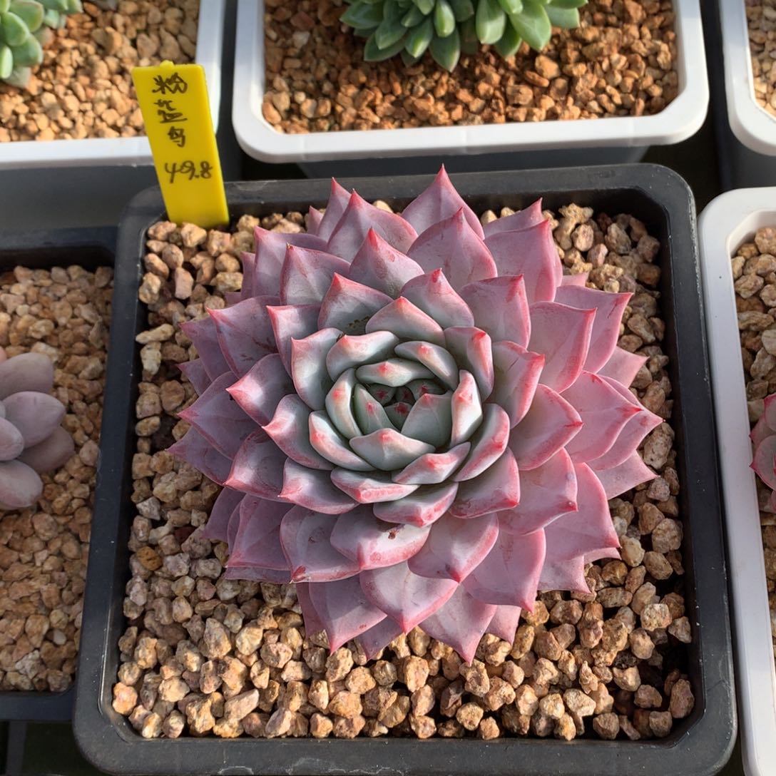 粉蓝鸟 一颗 单头  