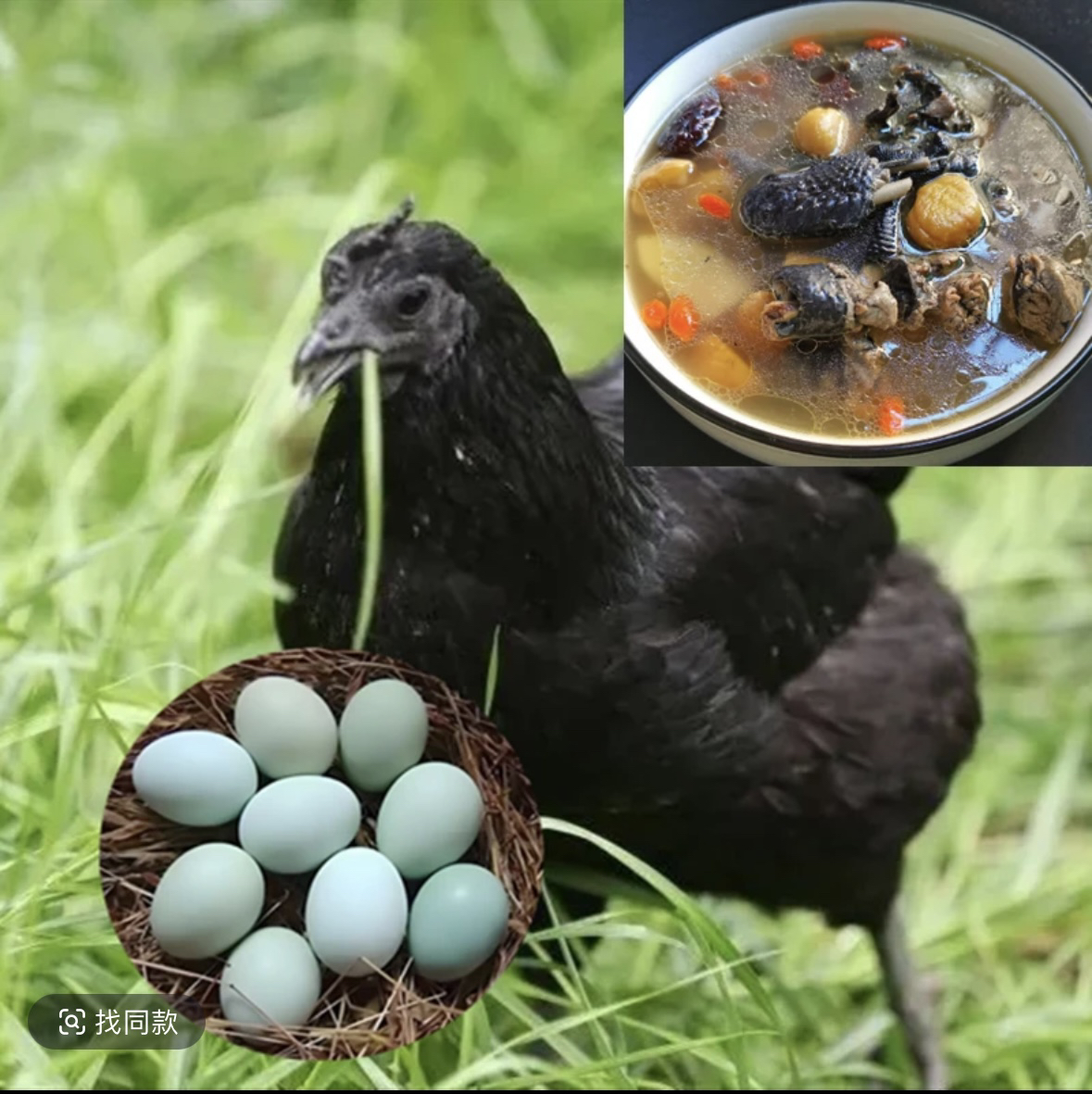 1斤发货纯种绿壳蛋五黑乌骨整鸡快递发货