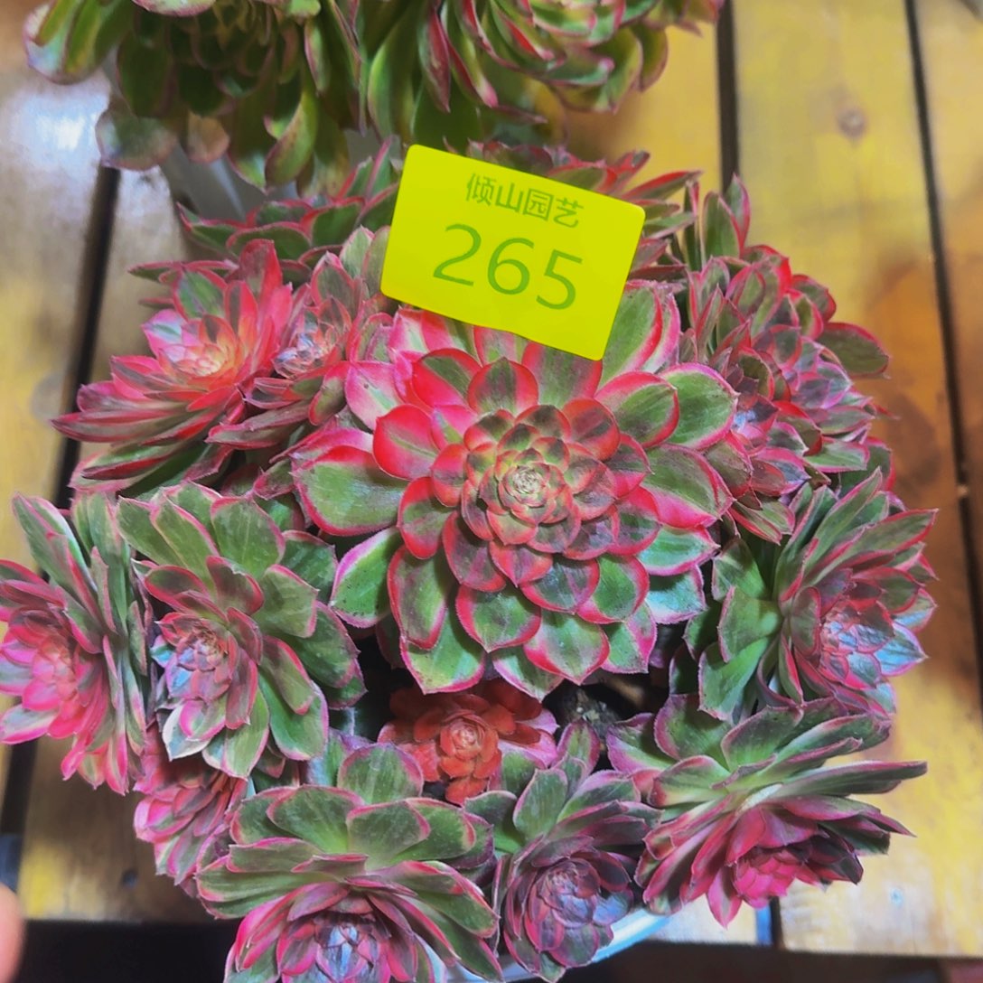 265号多肉植物唐三彩