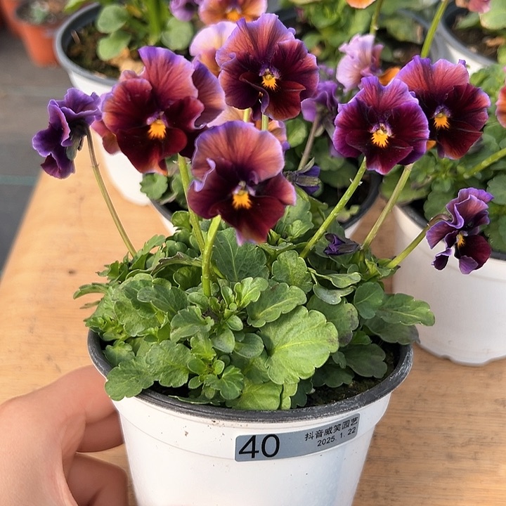 红陶抖音直播闪拍40