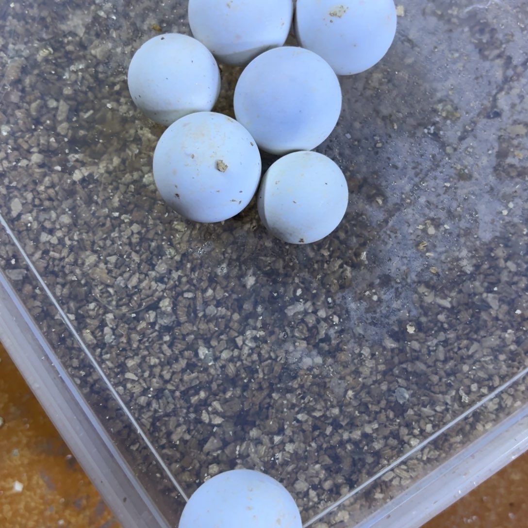 母小鳄龟佛鳄龟包邮包活。。。。。。