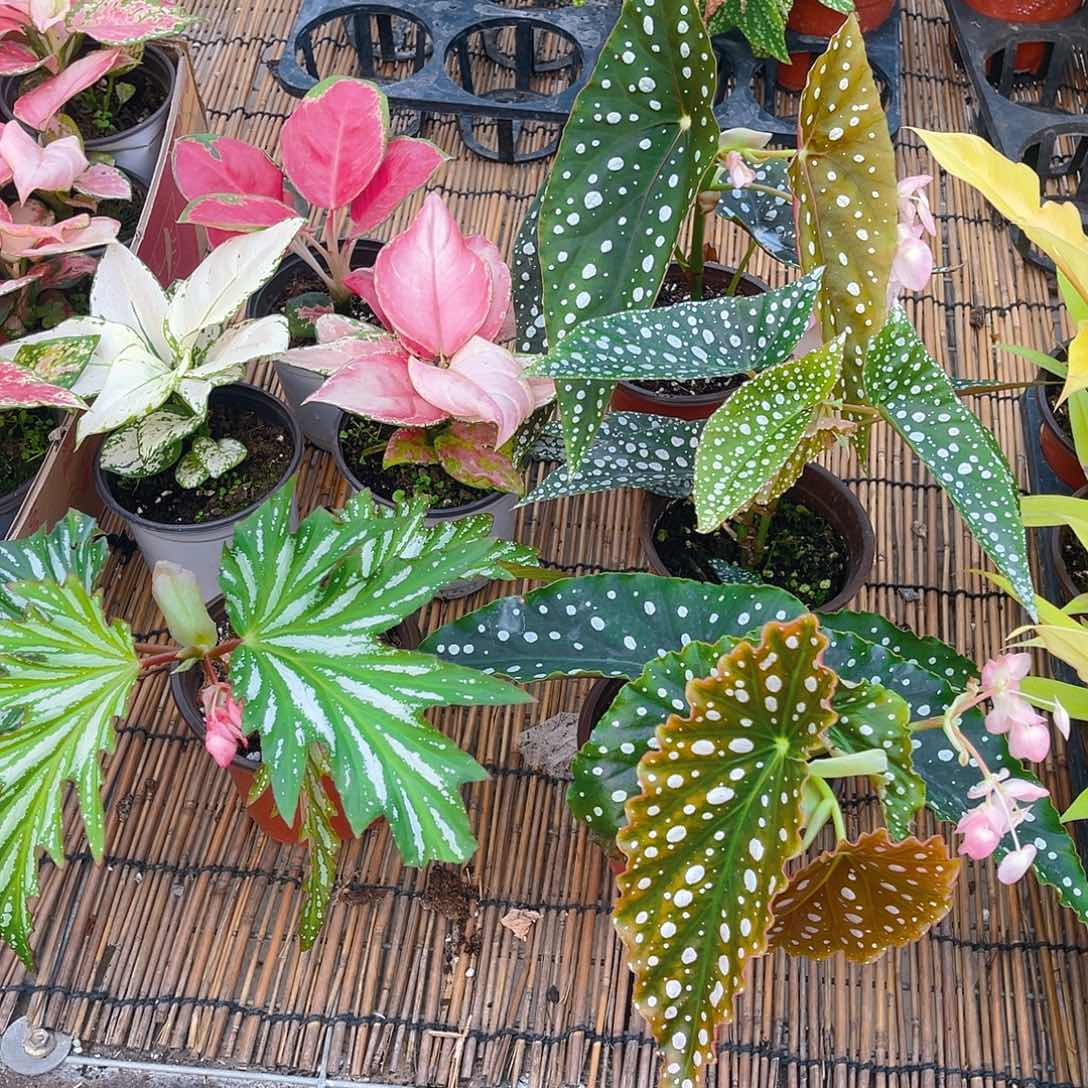 完全开放乌头杂，白冰，粉旗鱼，塞拉山王