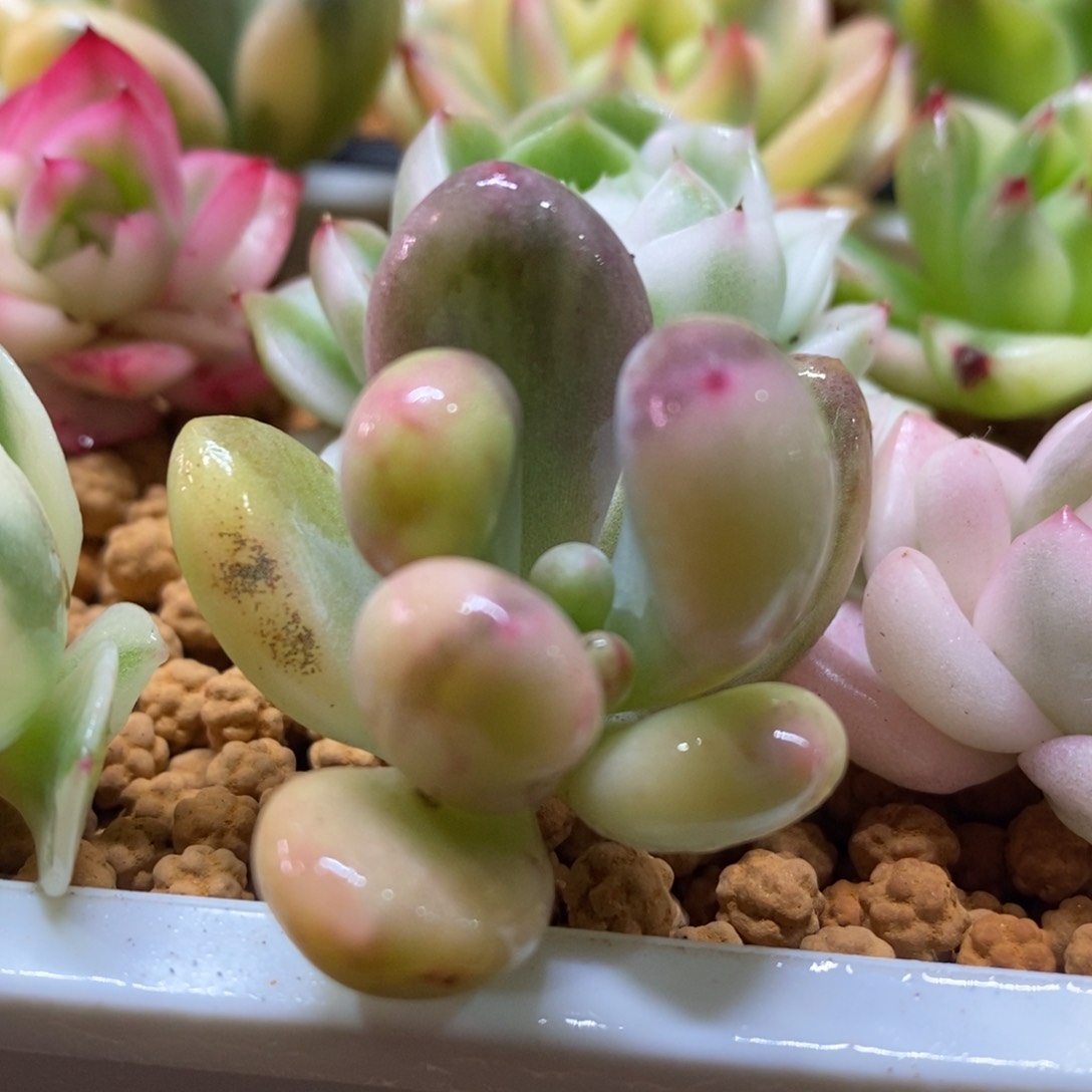 奶酪锦 多肉植物