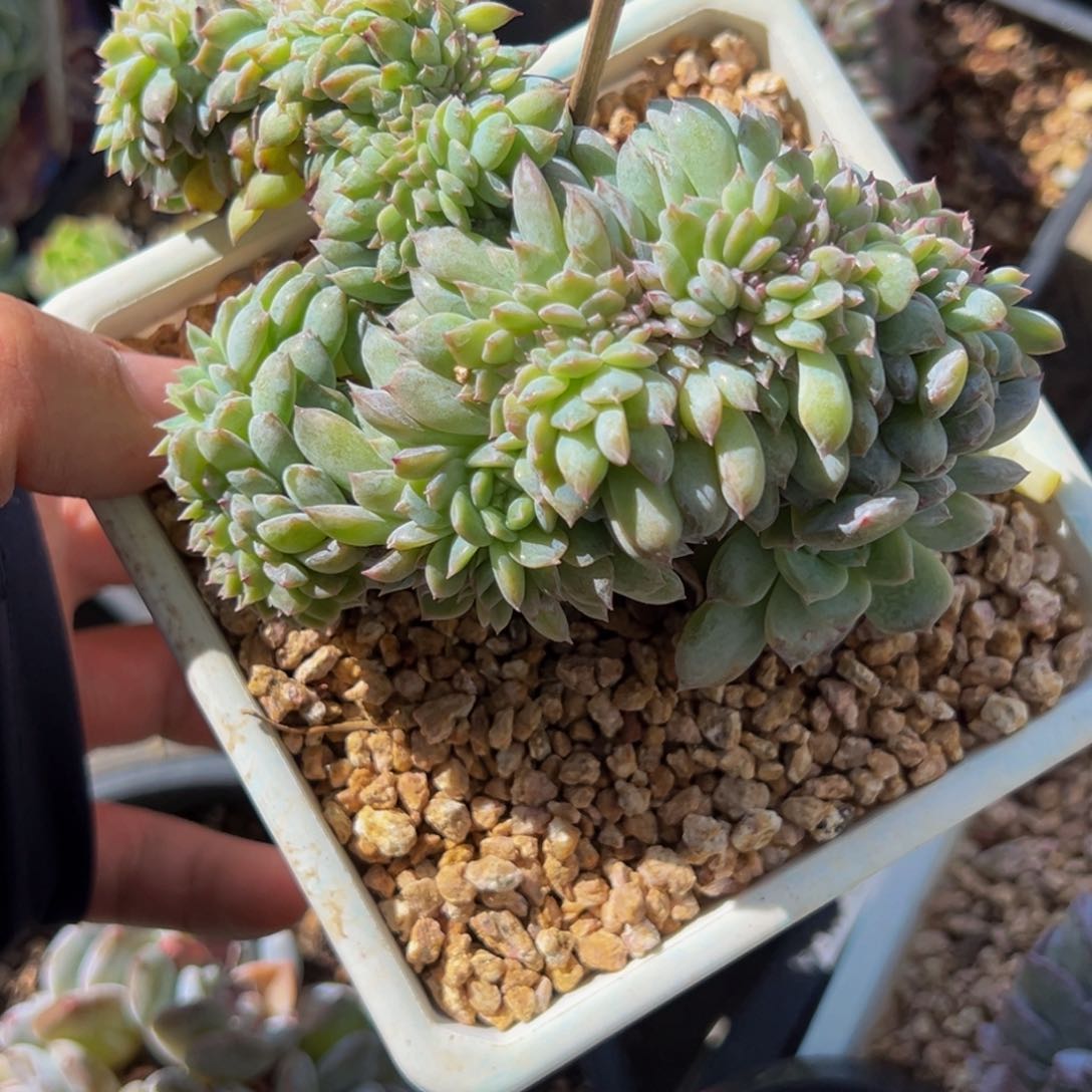 新年快乐 新年快乐