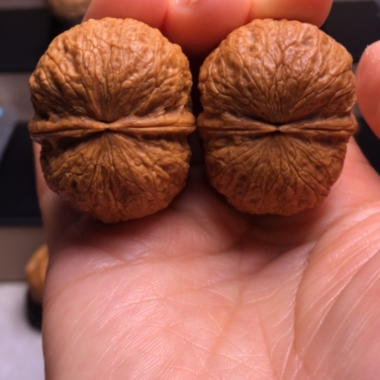 文玩核桃把件鹦鹉元宝8