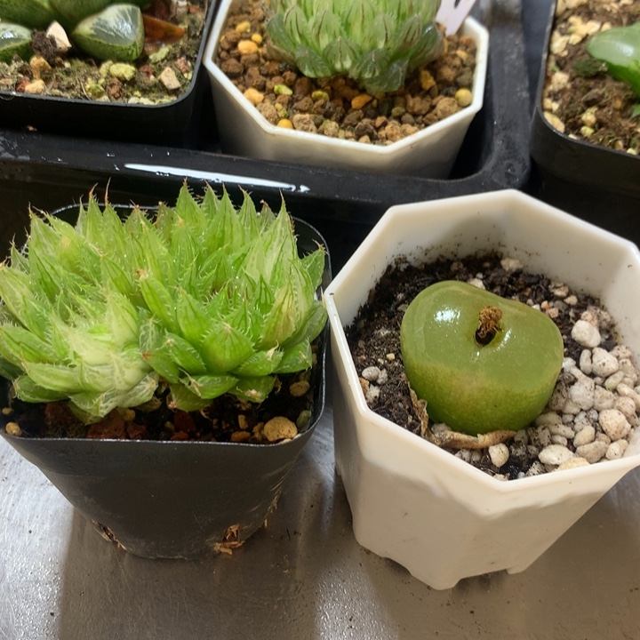 曲水玉露锦+毛汗尼一物一拍