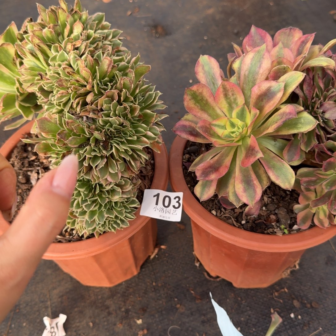 103两颗缀化多肉植物满28包邮