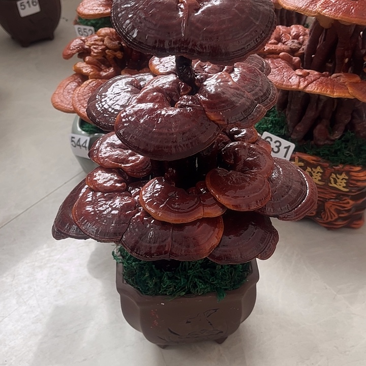 勇***无花朵可观赏可食用