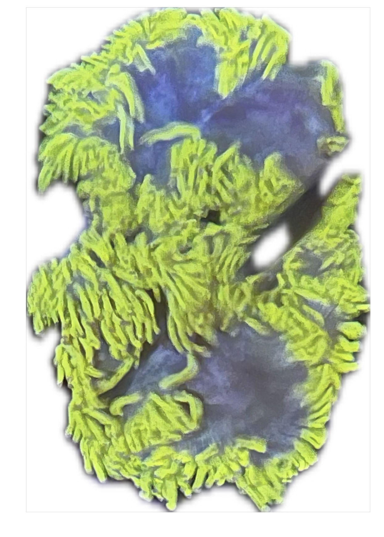 水草一物一拍尼罗河飞盘以直播间挑选为准珊瑚