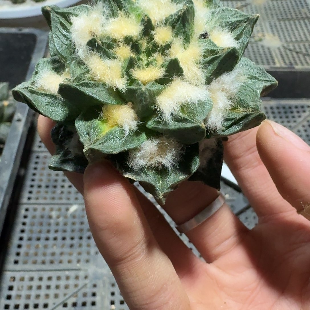 522号仙人球无根苗接