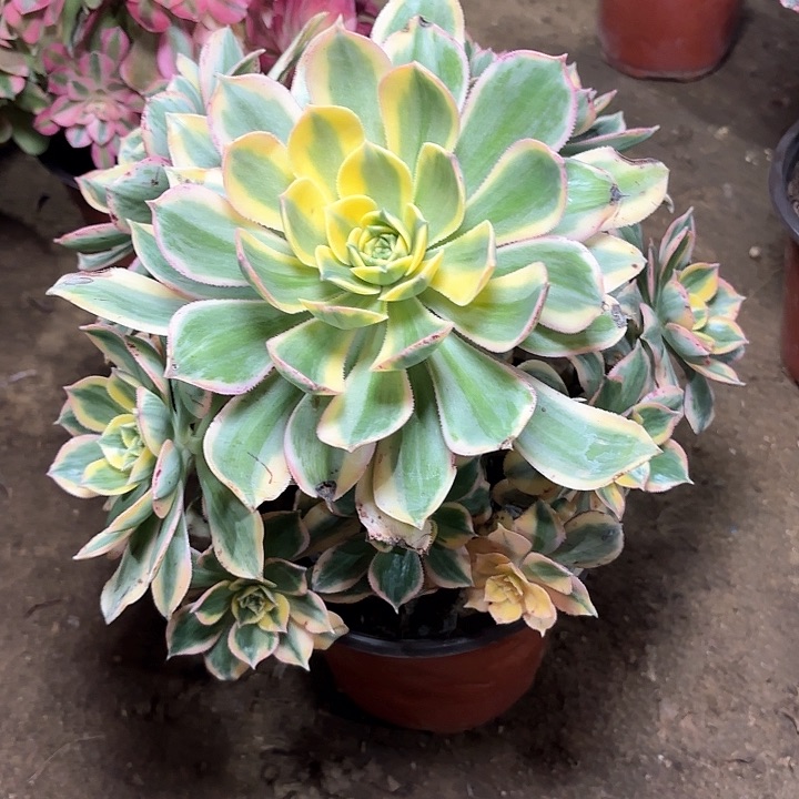 多肉植物法师灿烂17