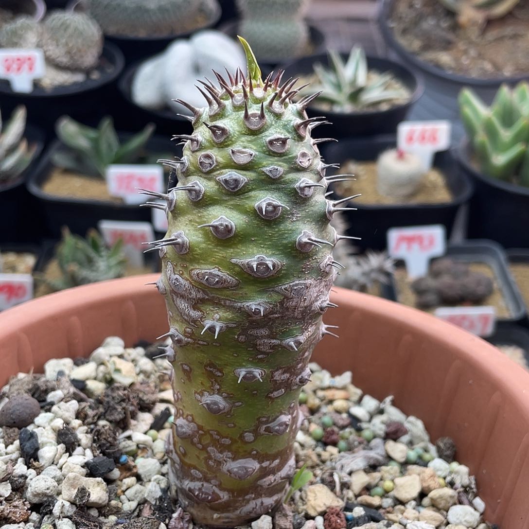 双刺瓶干大戟仙人球