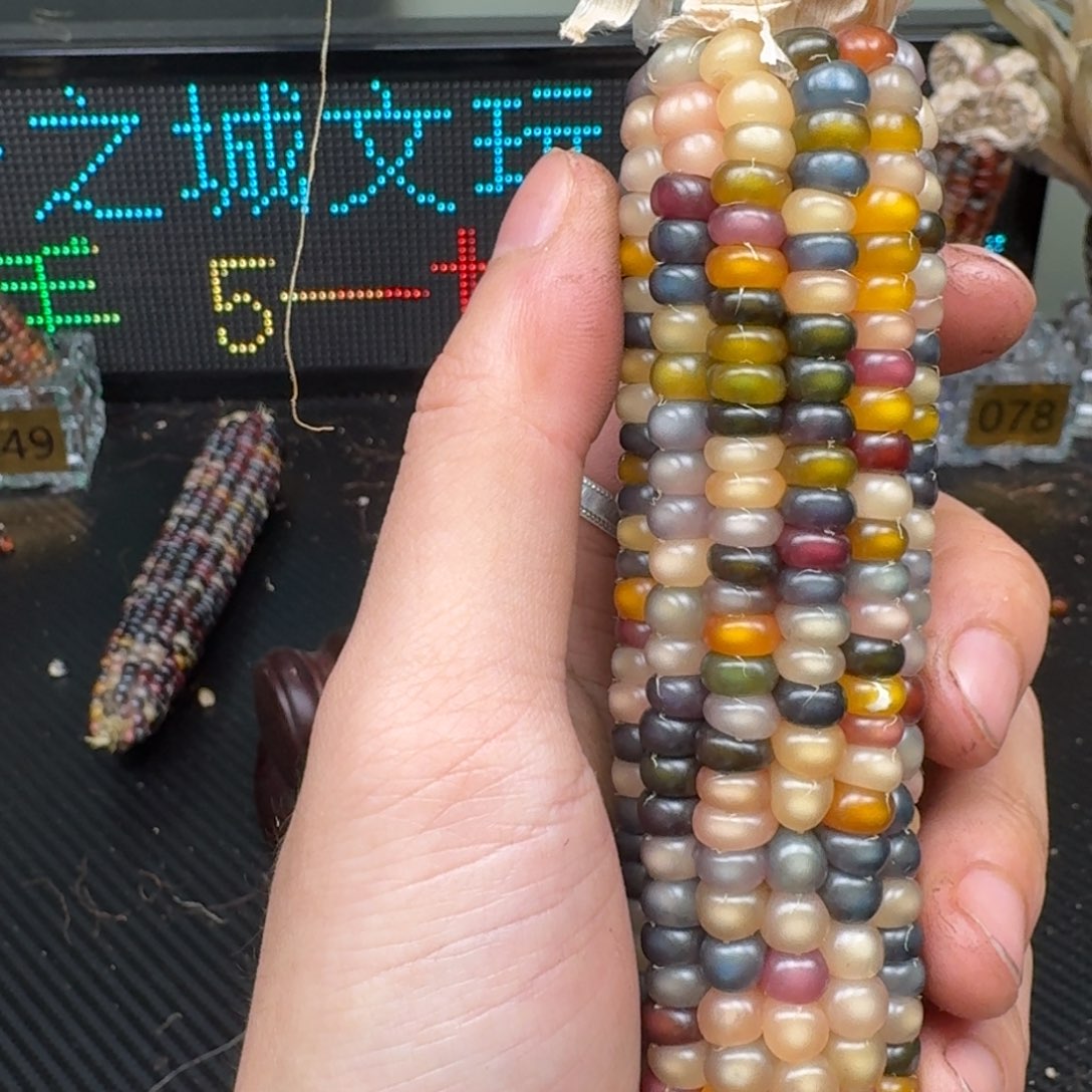 柏香籽/百香籽吊坠静**阳