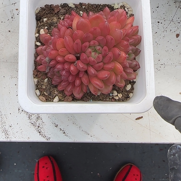 青蛙王子儿童牙膏11