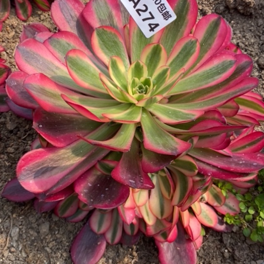 美杜莎274多肉植物