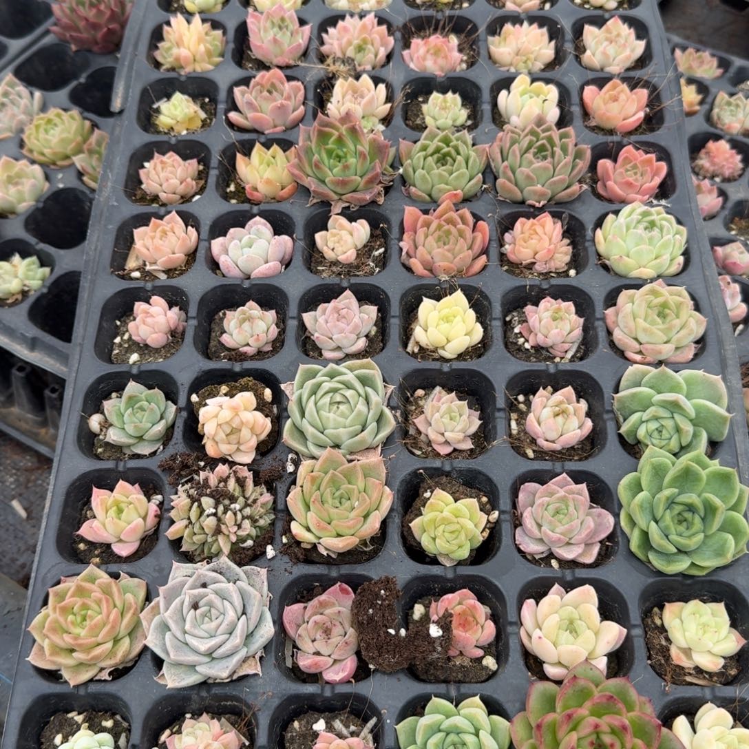 5-22厚叶月影杂交麦秆一盘量拍发货左七