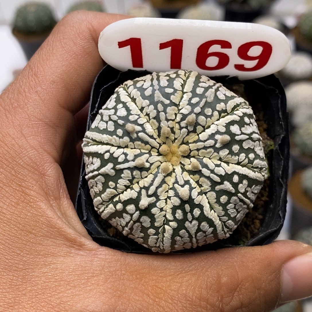 1169福利特价来了哦