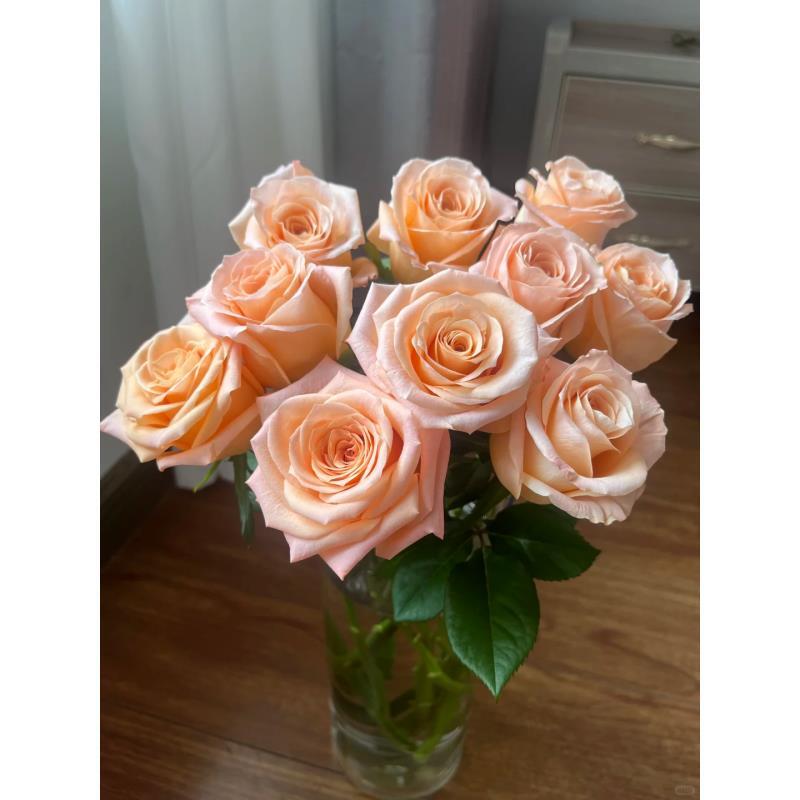 爆款【微光玫瑰10支】全场鲜花任意两单送配草、3单送花瓶