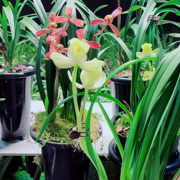 四***社完全开放一物一漂亮