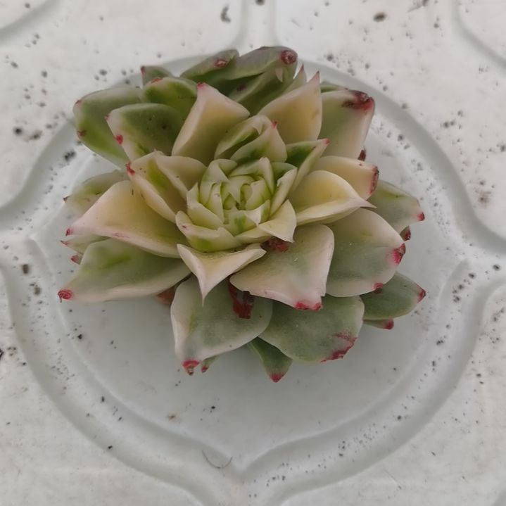 带珍妮心的冬云杂砍头