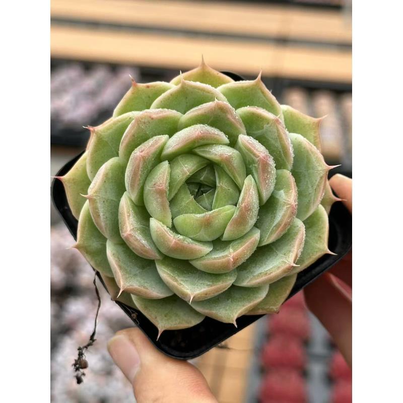 7#柏拉图之恋多肉植物      前男友精品多肉 SM1488