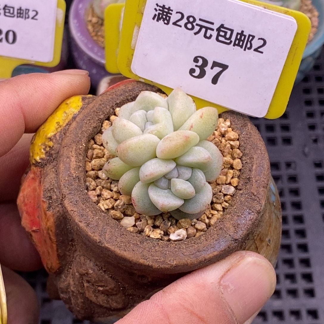 237冰玉石化缀多肉植物