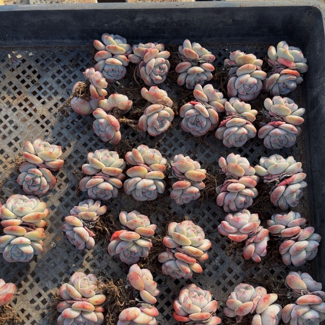 3颗一组旗舰双头圆叶特价