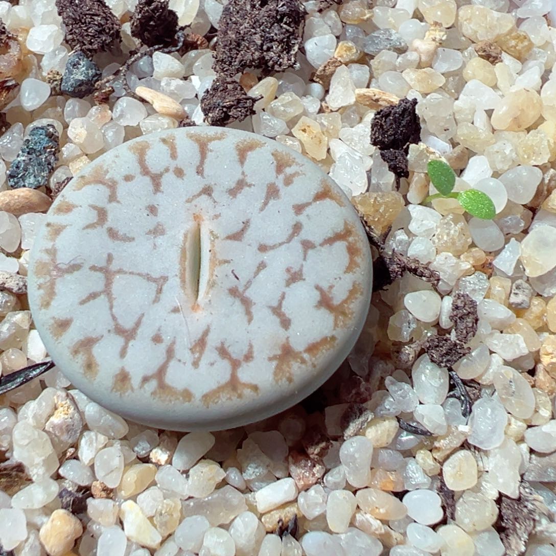 1205-723多肉多日