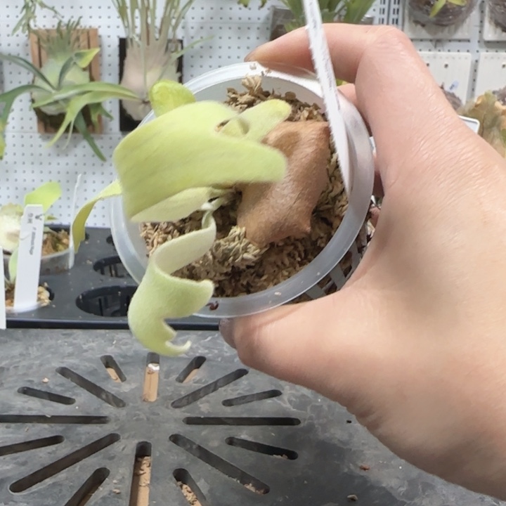 月光鹿角蕨哦哦哦