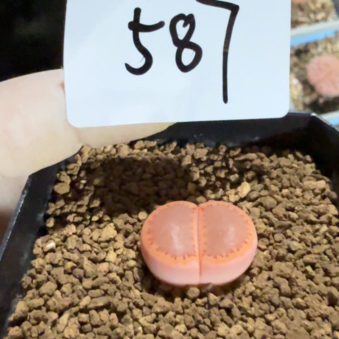燃***毛多肉多肉多肉9-587