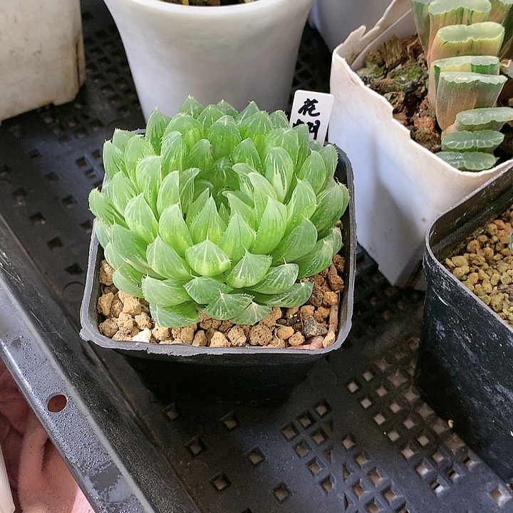 补差价一物一拍龙爪锦