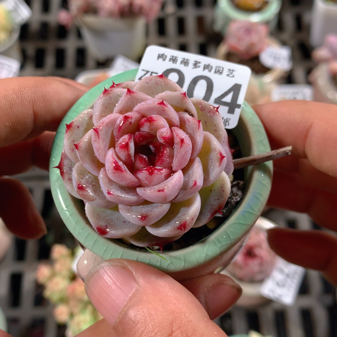 5CM拇指盆精控多肉ZF904