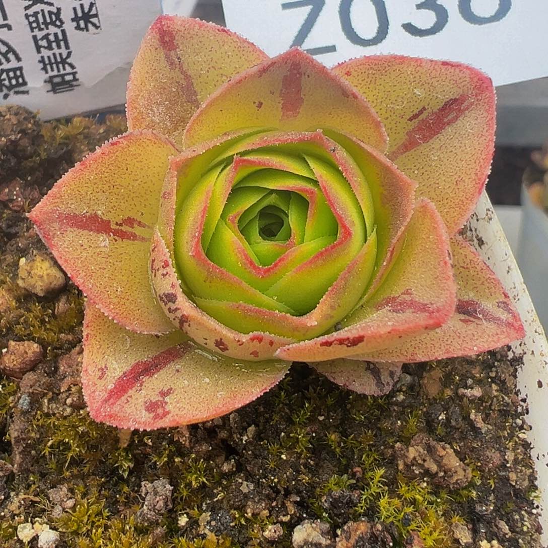 朱036 潘多拉X虎毛X潘X各种 多肉