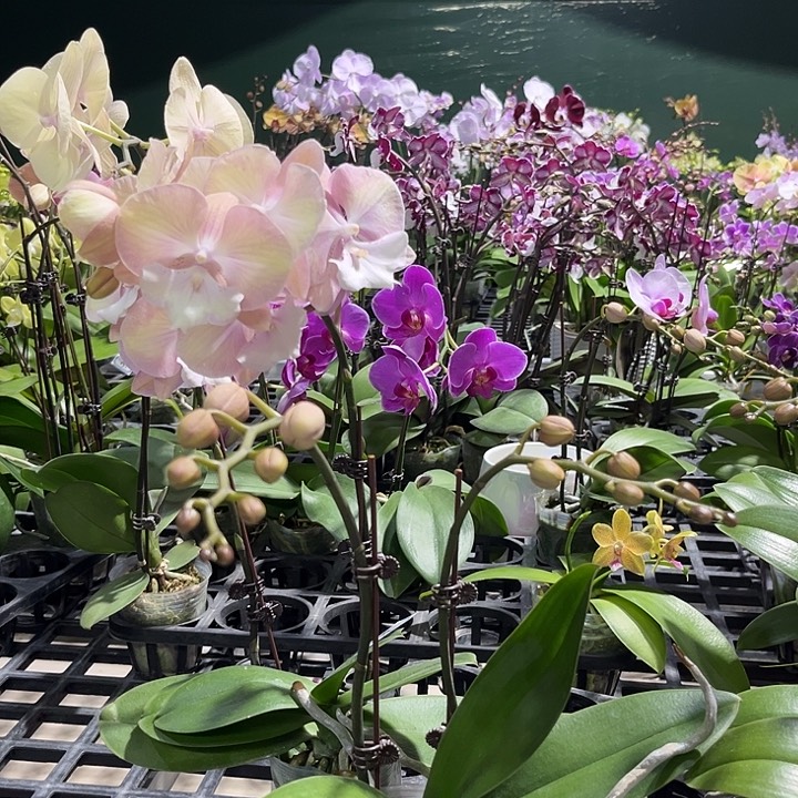 用***7大部分花苞少量开放补差015