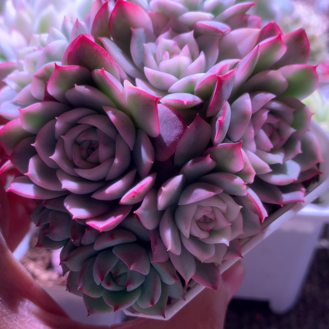 粉水晶覆轮锦群生