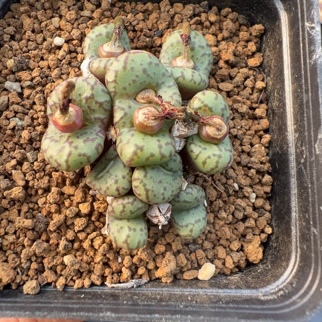 10-53肉锥多肉植物