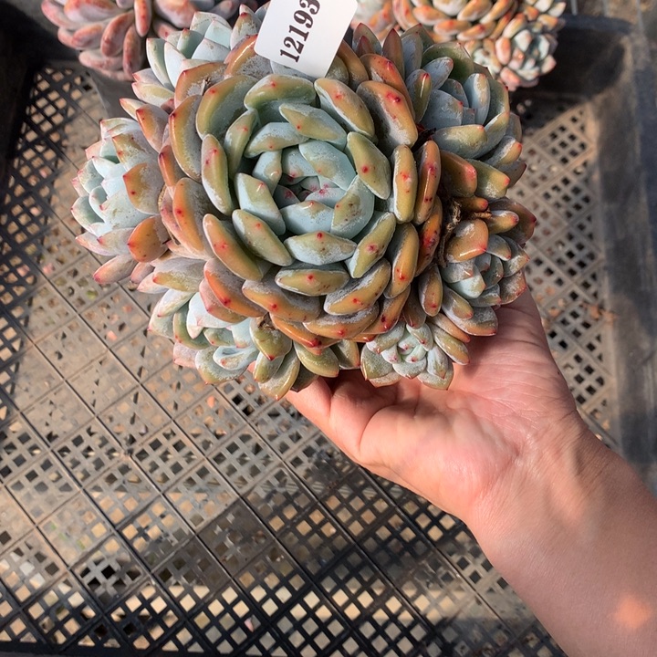 121936嗯嗯嗯嗯嗯号真的